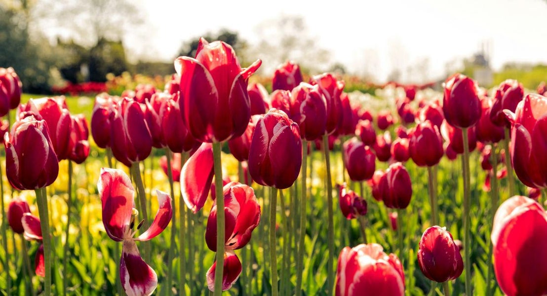 Levering af blomster til Eindhoven